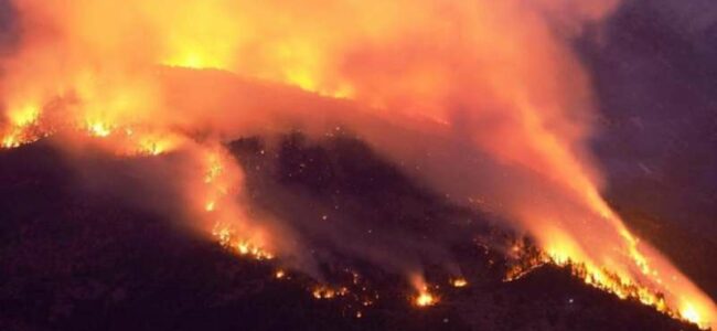 Gli-animali-stremati-scappano-dagli-incendi-e-i-cacciatori-li-aspettano-al-varco-per-ucciderli-59f432241e5e24