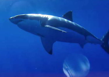 Un drone cattura un attacco frontale di un grande squalo bianco