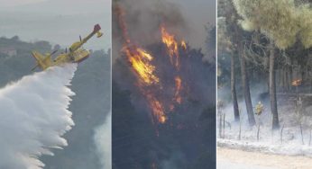 Incedi Sardegna, morto Angelo il cane eroe. La foto commuove il Web