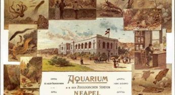 L’acquario di Napoli compie 150 anni: Primo centro al mondo per gli studi sulla biodiversità, hanno lavorato oltre 20 premi Nobel