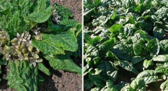 Allarme a Napoli: mandragora al posto degli spinaci, 10 persone intossicate una è grave