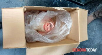 Sampdoria shock: testa di maiale mozzata trovata davanti alla sede del club