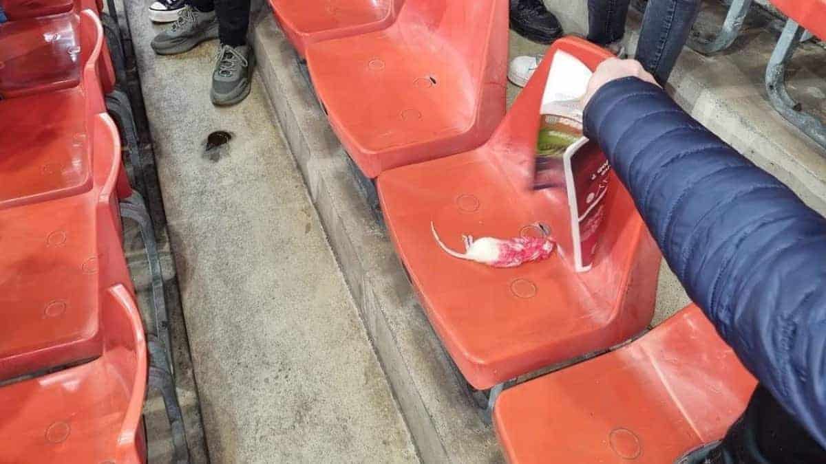 Belgio, topi morti sui tifosi avversari, follia ultras a Liegi