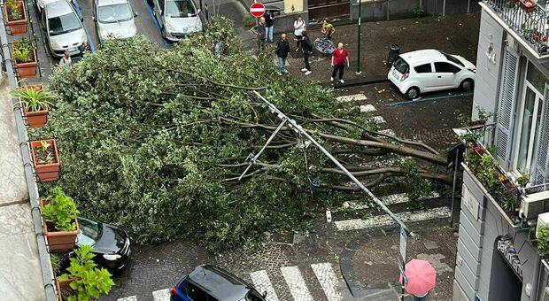 Maltempo Napoli, albero crolla al Vomero: paura in via Bernini