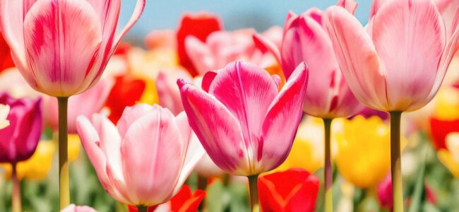 laurel-campo-tulipani.jpg