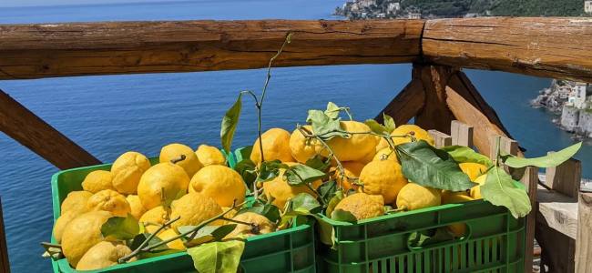 limoni-amalfi.jpg