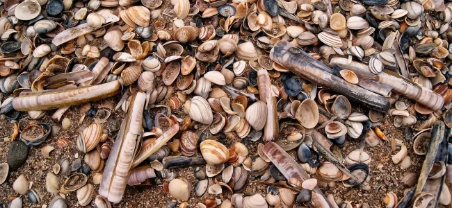 shell-1584569_1280.jpg