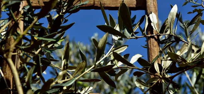 ulivo-domenica-delle-palme.jpeg