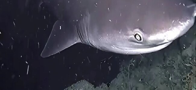 squalo-golfo-napoli.jpeg