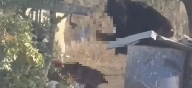 Colono-israeliano-di-16-anni-massacra-il-cane-di-un-palestinese.jpg