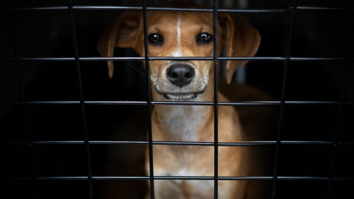 cuccioli in condizioni disumane scoperto un canile lager con gabbie e catene da Napolipiu.com cuccioli in condizioni disumane scoperto un canile lager con gabbie e catene