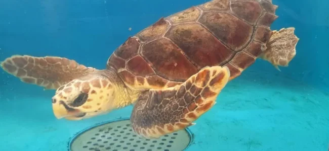 tartarughe-marine.jpg
