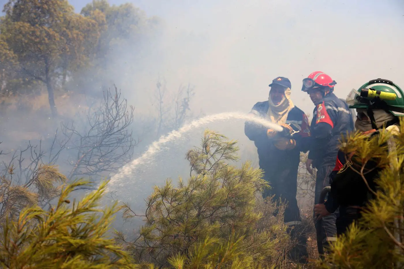 algeria 159 incendi in 24 ore devastano foreste e coltivazioni emergenza ambientale in corso da Napolipiu.com algeria 159 incendi in 24 ore devastano foreste e coltivazioni emergenza ambientale in corso