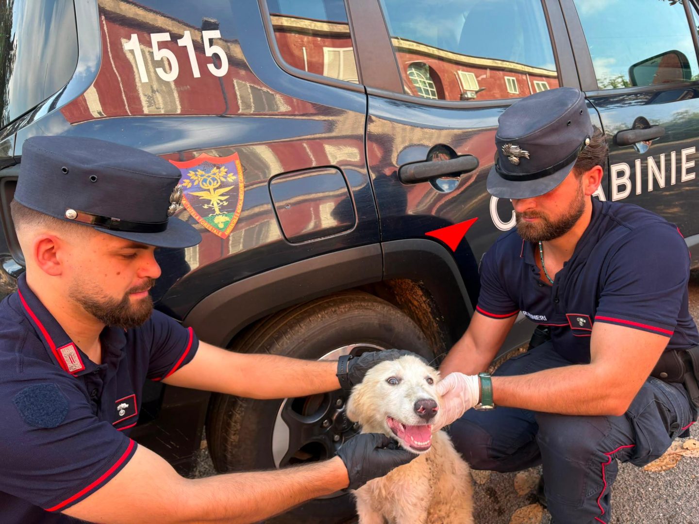 cucciolo abbandonato tra i rifiuti a giugliano il video shock delle telecamere da Napolipiu.com cucciolo abbandonato tra i rifiuti a giugliano il video shock delle telecamere