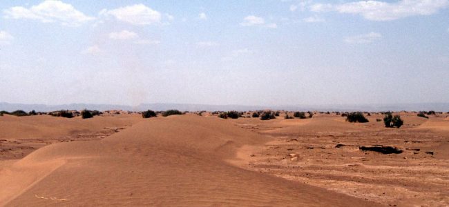 1790175903_sahara.jpg